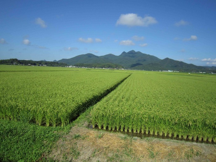 鹿児島県南さつま市産コシヒカリ