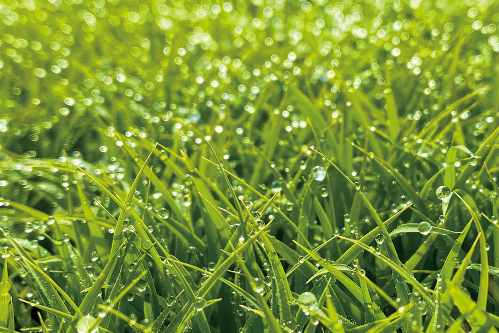 朝露と稲