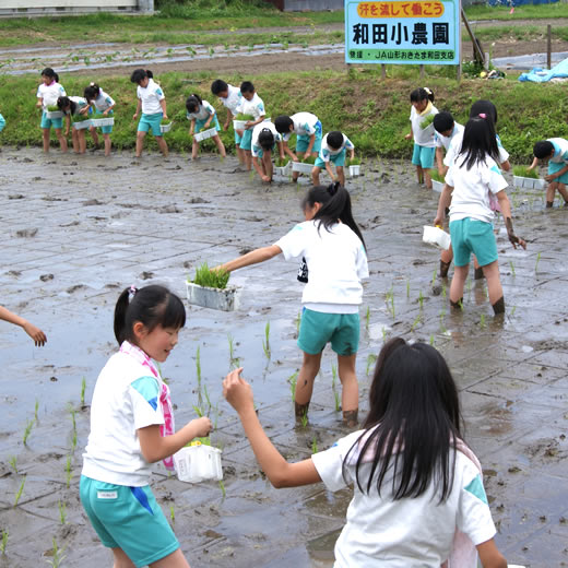 (定期購入)上和田有機米生産組合さんの山形県高畠町産コシヒカリ(特別栽培米)