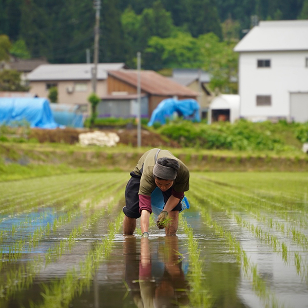 こまがた農園さんの新潟県南魚沼産コシヒカリギフトセット(特別栽培米)